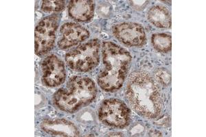 Immunohistochemical staining (Formalin-fixed paraffin-embedded sections) of human kidney with ACAA1 monoclonal antibody, clone CL2663  shows granular cytoplasmic immunoreactivity in renal tubules. (ACAA1 抗体)