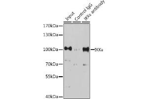 Immunoprecipitation analysis of 200 μg extracts of K-562 cells, using 3 μg IKKε antibody (ABIN7267876). (IKKi/IKKe 抗体  (AA 460-620))