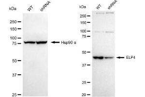 Western blotting analysis using ELP4 antibody (ABIN7798433).