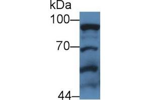 Western Blotting (WB) image for anti-Signal Transducer and Activator of Transcription 3 (Acute-Phase Response Factor) (STAT3) (AA 656-768) antibody (ABIN7443812)
