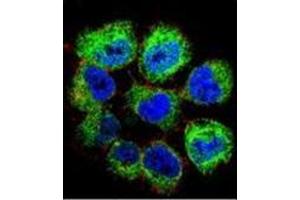 Immunofluorescence (IF) image for anti-General Transcription Factor IIH, Polypeptide 2C (GTF2H2C) (AA 321-351), (C-Term) antibody (ABIN952647)