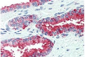 Anti-CDCP1 antibody  ABIN960754 IHC staining of human prostate. (CDCP1 抗体  (Internal Region))