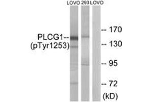 Western blot analysis of extracts from LOVO cells treated with and 293 cells treated with heat shock, using PLCG1 (Phospho-Tyr1253) Antibody. (Phospholipase C gamma 1 抗体  (pTyr1253))