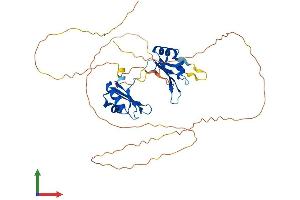Protein Structure (PS) image for RNA Binding Motif, Single Stranded Interacting Protein 2 (RBMS2) (AA 1-407) protein (His tag) (ABIN7551241)