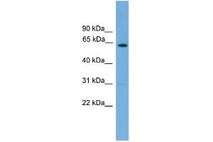 WB Suggested Anti-Nr5a2 Antibody Titration:  0. (NR5A2 + LRH1 抗体  (C-Term))