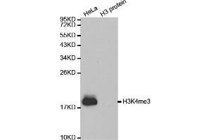 Western Blotting (WB) image for anti-Histone 3 (H3) (H3K4me3) antibody (ABIN6219512) (Histone 3 抗体  (H3K4me3))
