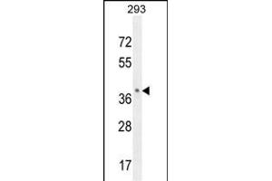 OR8B8 Antibody (C-term) (ABIN654816 and ABIN2844489) western blot analysis in 293 cell line lysates (35 μg/lane). (OR8B8 抗体  (C-Term))