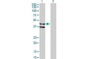 Western Blot analysis of GPR175 expression in transfected 293T cell line by GPR175 monoclonal antibody (M01), clone 6D7. (GPR175 抗体  (AA 281-371))