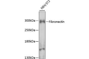 Western blot analysis of extracts of NIH/3T3 cells, using Fibronectin antibody (ABIN6127900, ABIN6140725, ABIN6140727 and ABIN6223384) at 1:1000 dilution. (Fibronectin 1 抗体  (AA 1-128))