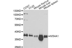 Western blot analysis of extracts of various cell lines, using MS4A1 Antibody (ABIN5970906) at 1/1000 dilution. (CD20 抗体)