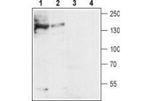 Western blot analysis of mouse (lanes 1 and 3) and rat (lanes 2 and 4) heart lysates: - 1,2. (SLC8A1 抗体  (3rd Intracellular Loop))
