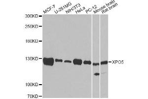 Western blot analysis of extracts of various cell lines, using XPO5 antibody. (XPO5 抗体  (AA 925-1204))