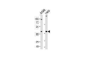 Western Blotting (WB) image for anti-Family with Sequence Similarity 50, Member A (FAM50A) (AA 311-339), (C-Term) antibody (ABIN1881334)