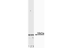 Western blot analysis of CD3zeta. (CD247 抗体)