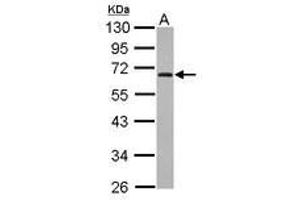 Image no. 1 for anti-Zinc Finger Protein 215 (ZNF215) (AA 57-290) antibody (ABIN1501830) (ZNF215 抗体  (AA 57-290))