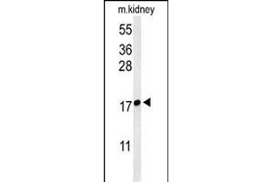 Western blot analysis of LYPD1 Antibody (C-term) (ABIN653701 and ABIN2843019) in mouse kidney tissue lysates (35 μg/lane). (LYPD1 抗体  (C-Term))