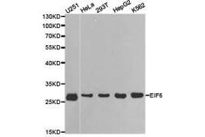 Western Blotting (WB) image for anti-Eukaryotic Translation Initiation Factor 6 (EIF6) antibody (ABIN1872511) (EIF6 抗体)