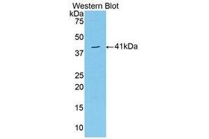 Western Blotting (WB) image for anti-VGF Nerve Growth Factor Inducible (VGF) (AA 330-449) antibody (ABIN1174278) (VGF 抗体  (AA 330-449))