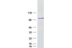 Validation with Western Blot (DDX55 Protein (Myc-DYKDDDDK Tag))
