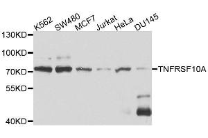 Western blot analysis of extracts of various cell lines, using TNFRSF10A antibody. (TNFRSF10A 抗体  (AA 269-468))