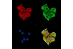 ABIN7096474 and ABIN7100538 staining Hela cells by IF/ICC.