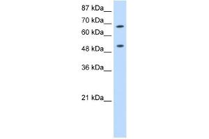 THOC1 antibody used at 0. (THOC1 抗体  (C-Term))