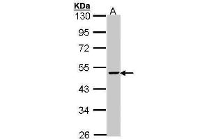WB Image Sample (30 ug of whole cell lysate) A: Hep G2 , 10% SDS PAGE antibody diluted at 1:1000 (FEN1 抗体)