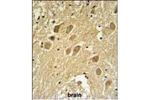 SCRN1 Antibody (N-term) (ABIN651459 and ABIN2840252) IHC analysis in formalin fixed and paraffin embedded human brain tissue followed by peroxidase conjugation of the secondary antibody and DAB staining. (Secernin 1 抗体  (N-Term))