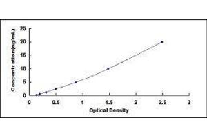 ELISA image for Chloride Intracellular Channel 1 (CLIC1) ELISA Kit (ABIN418091)