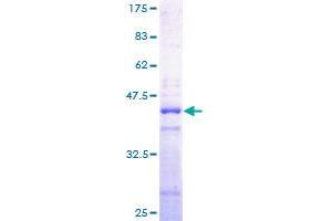 HIST2H2AA3 Protein (AA 1-130) (GST tag)
