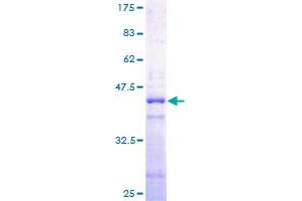 HIST2H2AA3 Protein (AA 1-130) (GST tag)