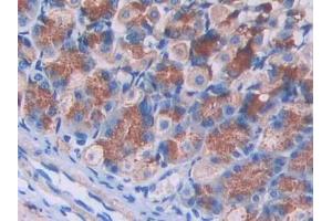 IHC-P analysis of Mouse Stomach Tissue, with DAB staining. (IL2RG 抗体  (AA 23-263))