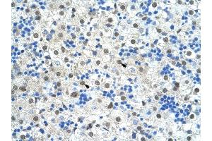 SF3B1 antibody was used for immunohistochemistry at a concentration of 4-8 ug/ml to stain Hepatocytes (arrows) in Human Liver. (SF3B1 抗体  (N-Term))