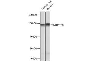 Western blot analysis of extracts of various cell lines, using Gephyrin Rabbit mAb (ABIN7267375) at 1:1000 dilution. (Gephyrin 抗体)
