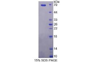 SDS-PAGE analysis of Human PCYOX1 Protein. (PCYOX1 蛋白)
