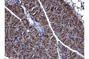 IHC-P Image PHGDH antibody [N1N2], N-term detects PHGDH protein at cytoplasm on mouse pancreas by immunohistochemical analysis.