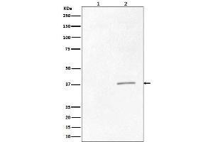 Western blot analysis of Phospho-CrkII (Tyr221) expression in (1) K562 cell lysate treated with AP, (2) K562 cell lysate.