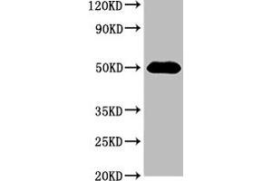 Western Blot Positive WB detected in: 293 whole cell lysate All lanes: HAT1 antibody at 3 μg/mL Secondary Goat polyclonal to rabbit IgG at 1/50000 dilution Predicted band size: 50, 40 kDa Observed band size: 50 kDa (HAT1 抗体  (Catalytic Subunit))