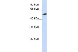 C10ORF33 antibody used at 1 ug/ml to detect target protein. (PYROXD2 抗体  (N-Term))