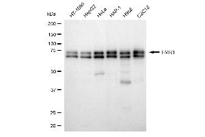 Western blotting analysis using FMR1 antibody (ABIN7800931). (Recombinant Fragile X Messenger Ribonucleoprotein 1 抗体)