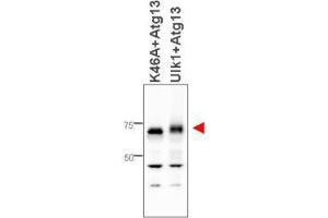 Image no. 1 for anti-Autophagy Related 13 (ATG13) antibody (ABIN1100120) (ATG13 抗体)