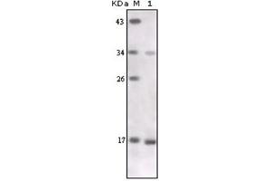 Western Blotting (WB) image for anti-Tumor Necrosis Factor alpha (TNF alpha) antibody (ABIN1109394) (TNF alpha 抗体)