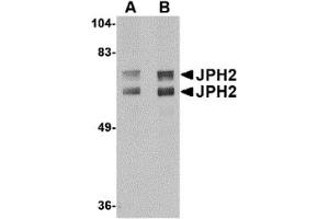 Western Blotting (WB) image for anti-Junctophilin 2 (JPH2) (C-Term) antibody (ABIN1030832) (Junctophilin 2 抗体  (C-Term))