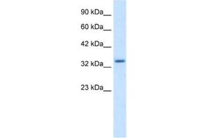 Western Blotting (WB) image for anti-Zinc Finger Protein 134 (ZNF134) antibody (ABIN2461188) (ZNF134 抗体)