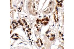 Immunohistochemistry of UHRF1BP1 in human kidney tissue with UHRF1BP1 antibody at 2. (UHRF1BP1 抗体  (Middle Region))