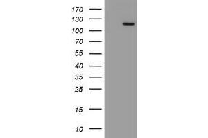 Image no. 2 for anti-Myoneurin (MYNN) (AA 10-300) antibody (ABIN1490790) (Myoneurin 抗体  (AA 10-300))