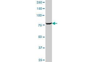 GARS MaxPab polyclonal antibody. (GARS 抗体  (AA 1-685))
