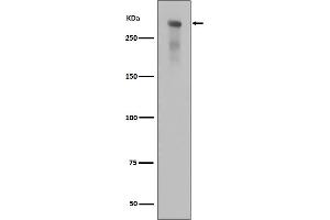 Western blot analysis of Phospho-DNA PKcs (Ser2056) expression in alkaline treated Jurkat cell lysate. (Recombinant PRKDC 抗体  (pSer2056))