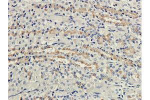 Immunohistochemical staining of rat stomach using anti-Complement receptor 1 antibody  Formalin fixed rat stomach slices were were stained with  at 3 µg/ml. (Recombinant CD35 抗体)
