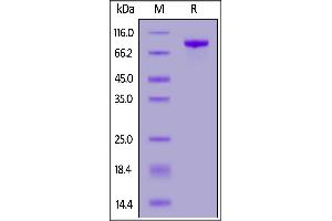 Human / Cynomolgus / Rhesus macaque ROR1, Mouse IgG2a Fc Tag on  under reducing (R) condition. (ROR1 Protein (AA 30-403) (Fc Tag))